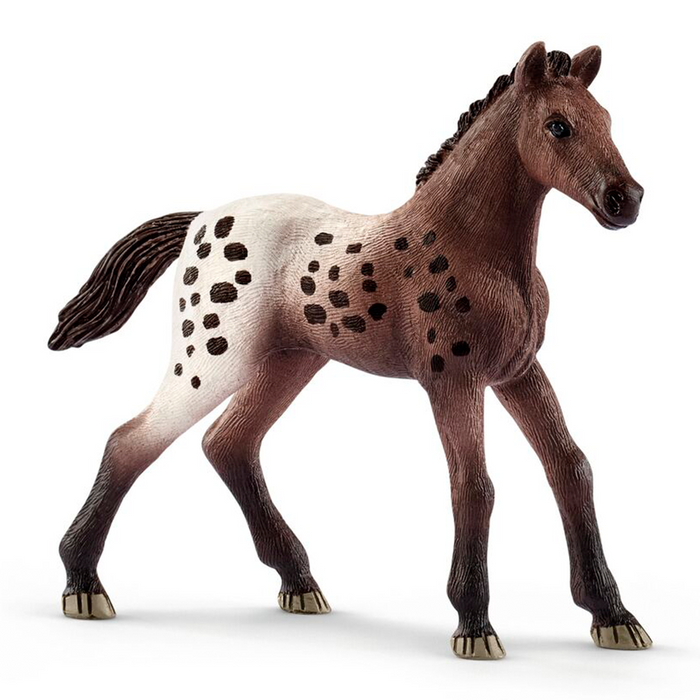 Appaloosa-Fohlen