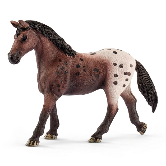 Appaloosa hoppe