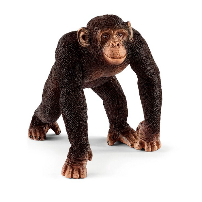 Schimpanse - Han