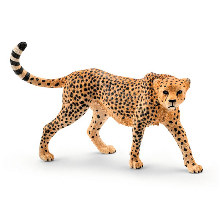 Gepard