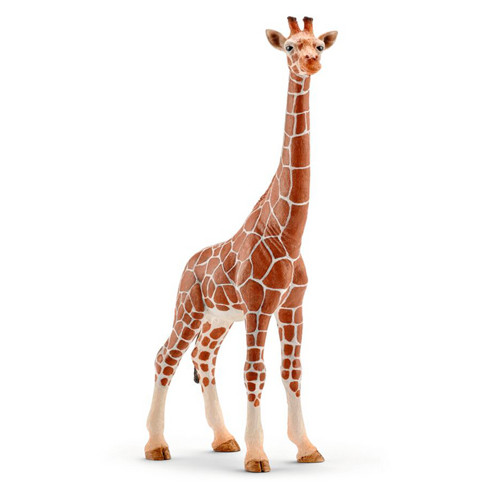 Giraffe - Sie