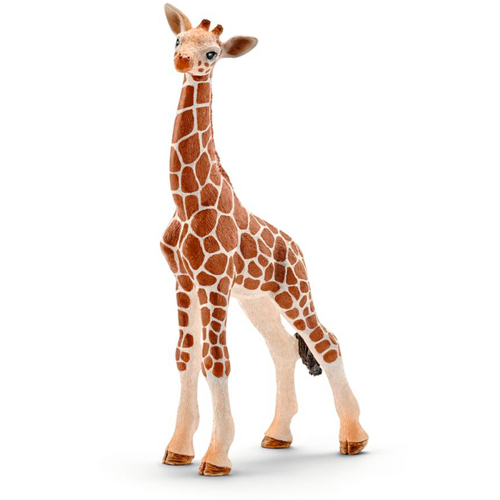 Giraffenkalb