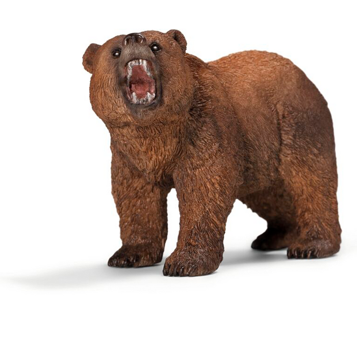 Grizzlybär